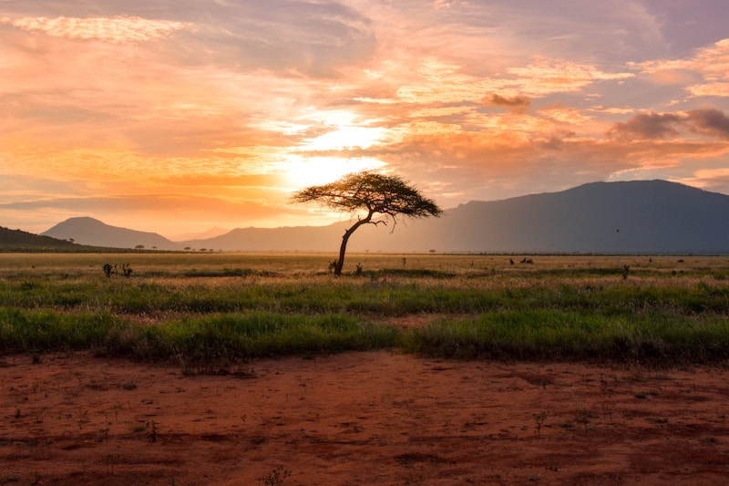 African elephant at sunset