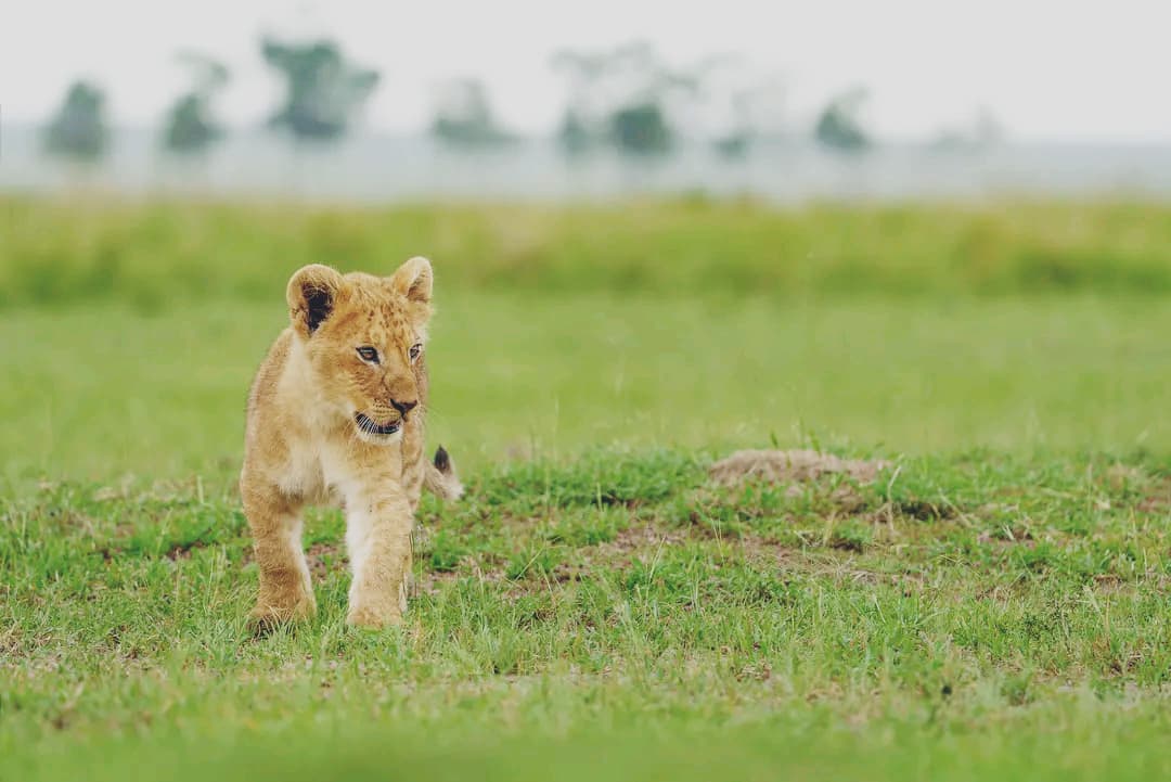 Lion cub