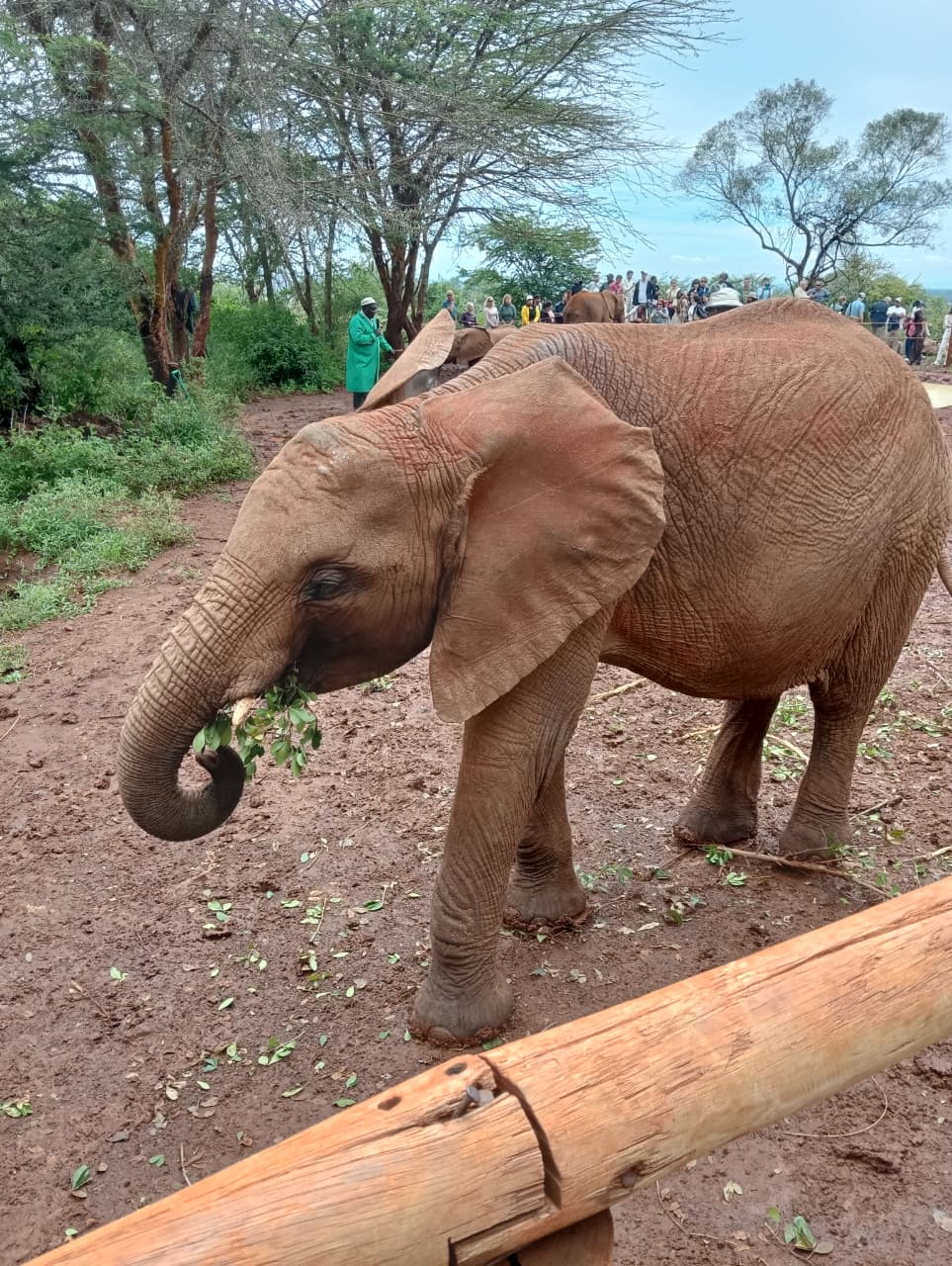 Cheetah in African savanna
