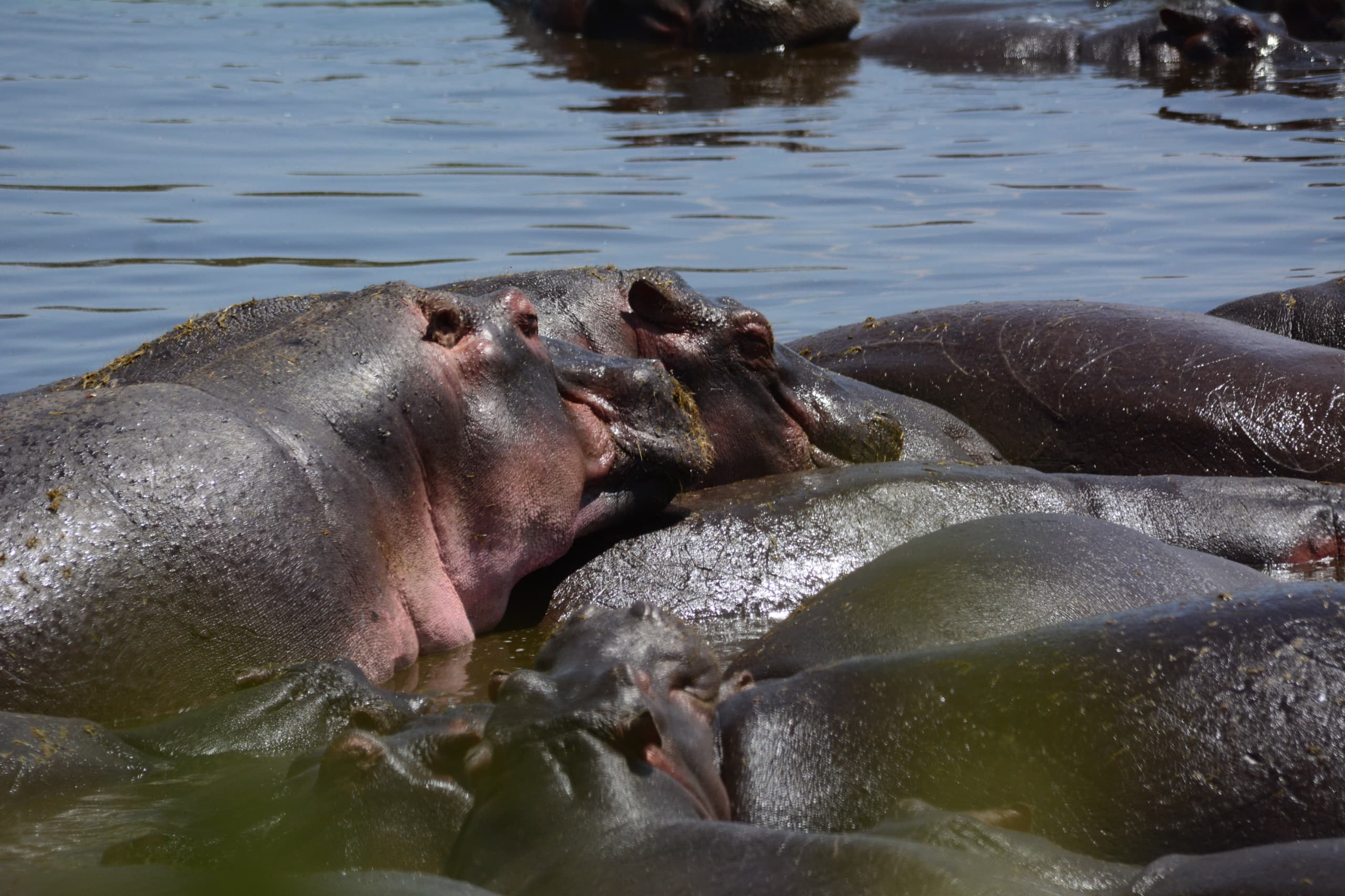 Hippo in water
