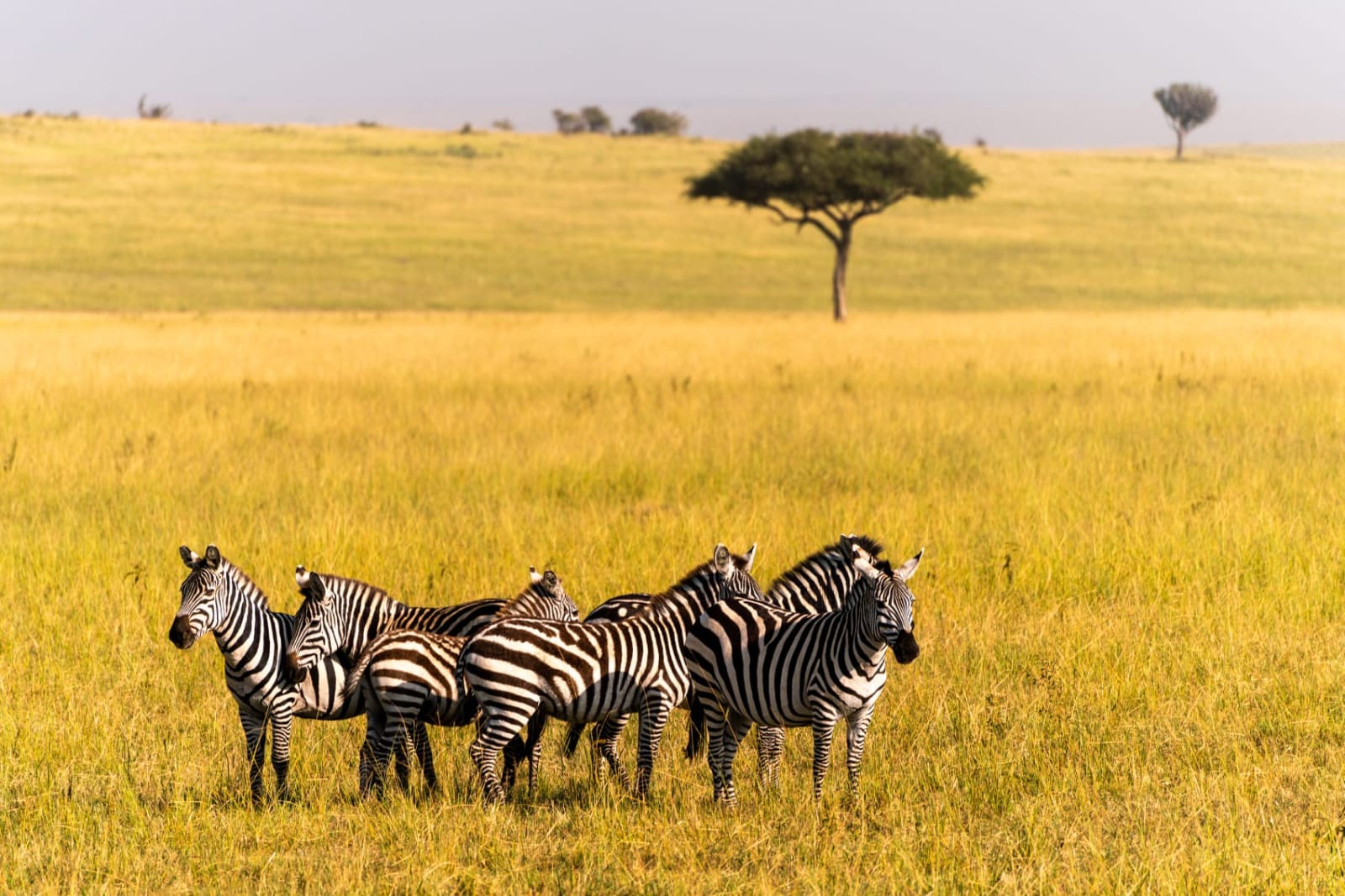 Zebra in the savanna