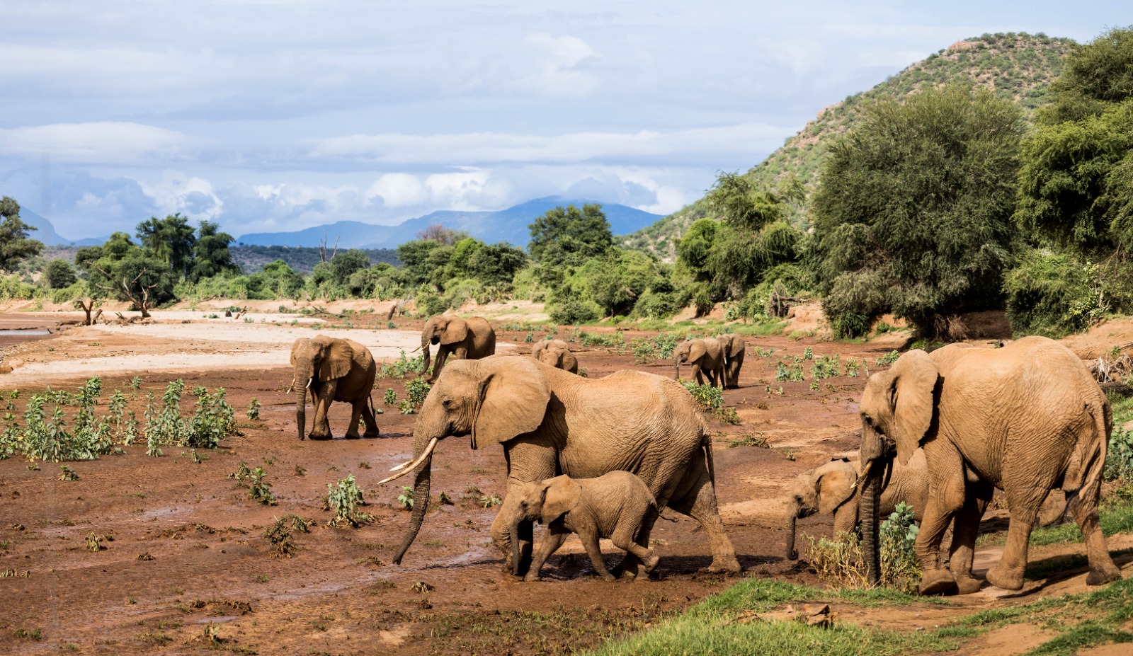 Elephants with Mount Kilimanjaro