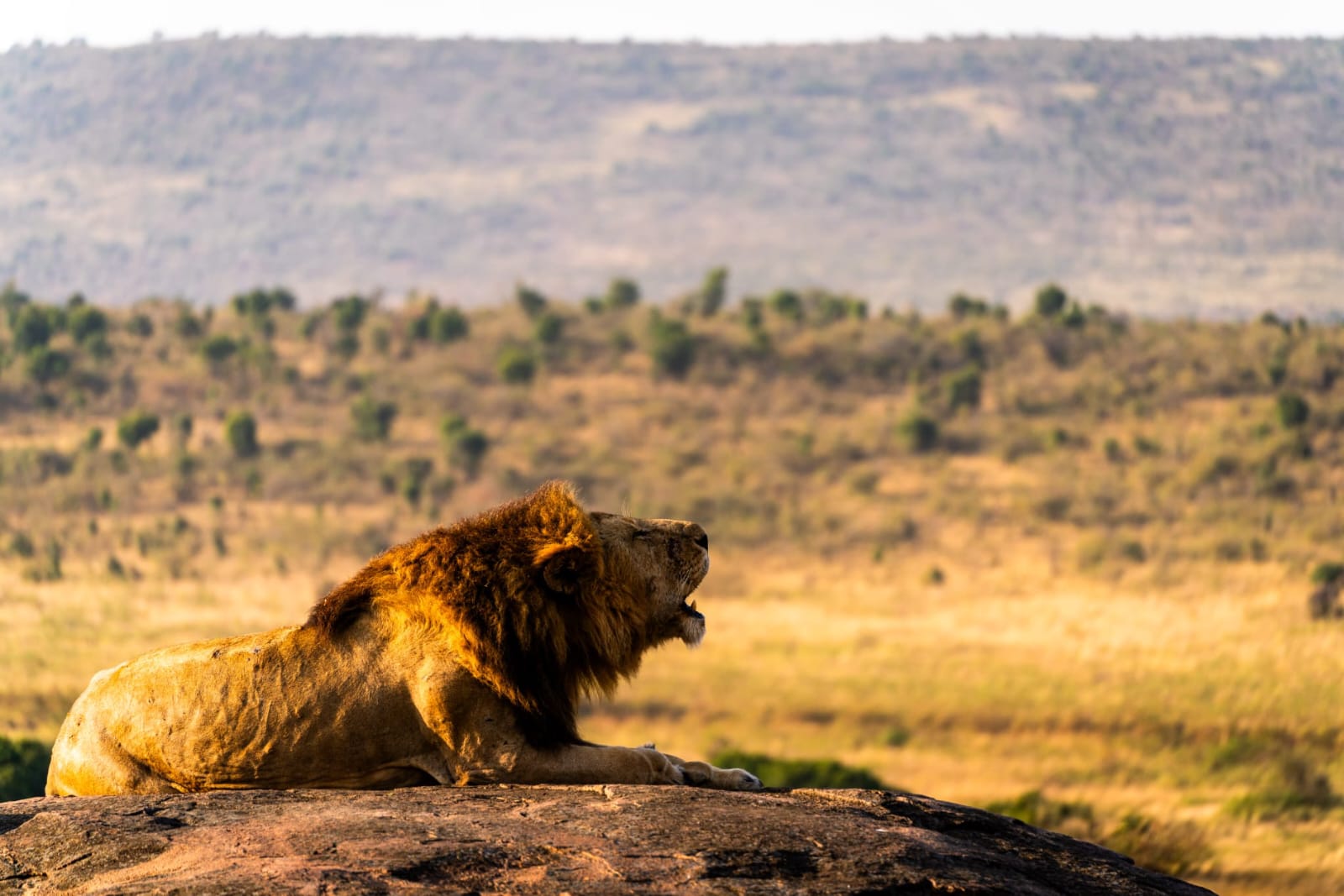 Lion in Maasai Mara savannah